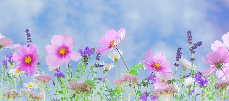 Whimsical Fauna